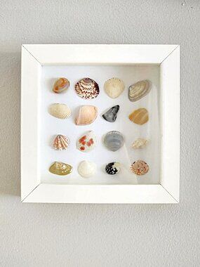 Framed seashell art
